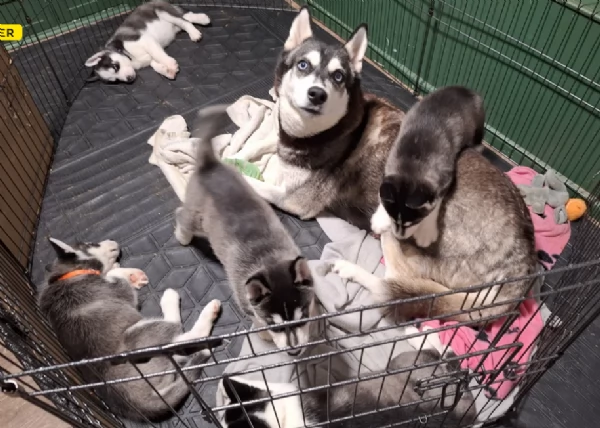 cucciolo di husky per adozione | Foto 0