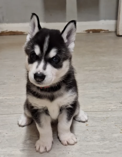 cucciolo di husky per adozione | Foto 1
