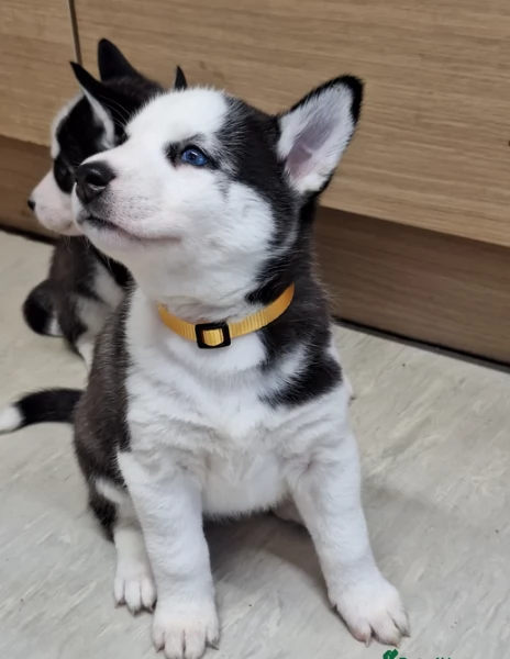 cucciolo di husky per adozione