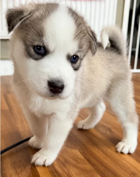 cucciolo di husky per adozione