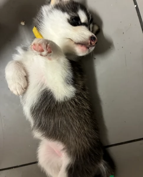 cucciolo di husky per adozione | Foto 1