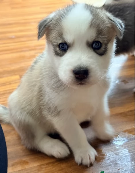 cucciolo di husky per adozione