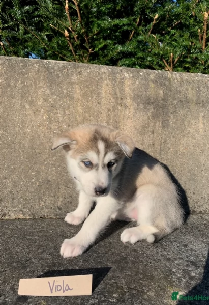 cucciolo di husky per adozione