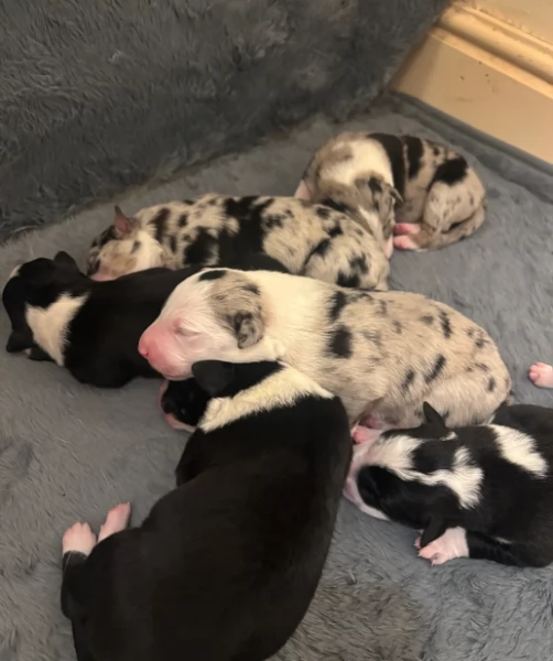 Border Collie cucciolo  per adozione | Foto 4