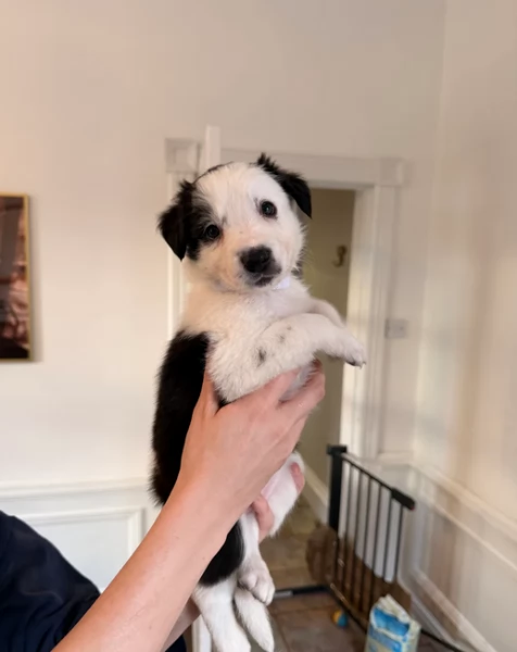 Border Collie cucciolo  per adozione | Foto 3