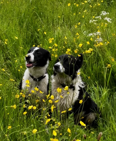 Border Collie cucciolo  per adozione | Foto 0