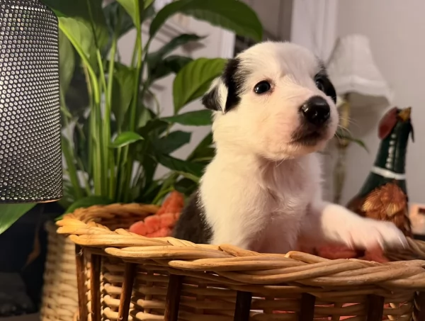 Border Collie cucciolo per adozione | Foto 5