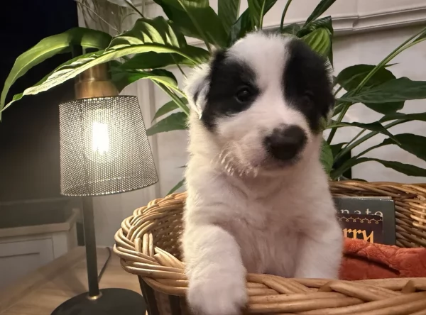 Border Collie cucciolo per adozione