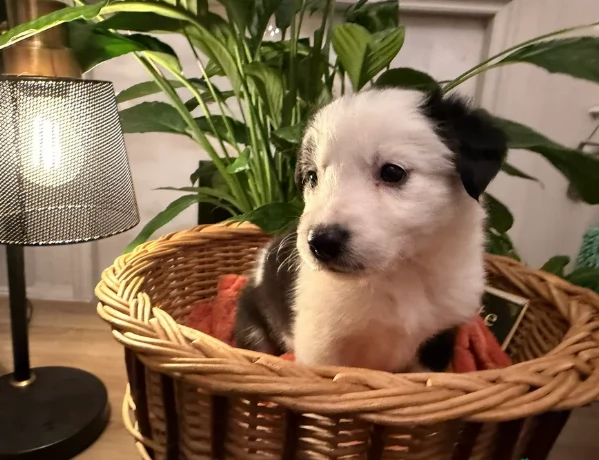 Border Collie cucciolo per adozione | Foto 0
