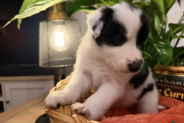 Border Collie cucciolo per adozione | Foto 6
