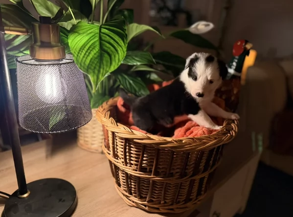 Border Collie cucciolo per adozione