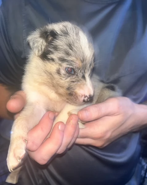 Border Collie cucciolo per adozione | Foto 2