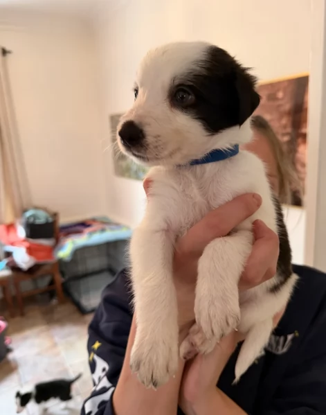Border Collie cucciolo per adozione