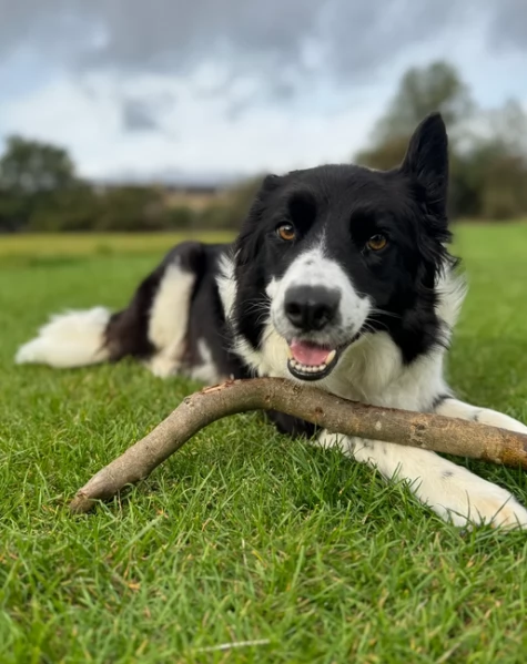 Border Collie cucciolo per adozione | Foto 3