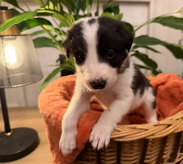 Border Collie cucciolo per adozione | Foto 2