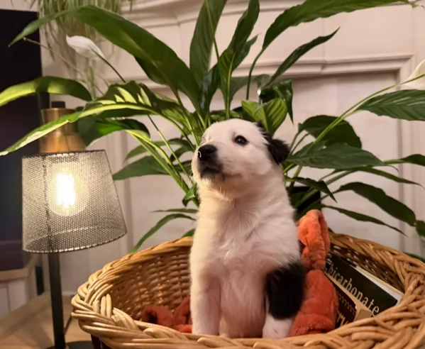 Border Collie cucciolo per adozione | Foto 5