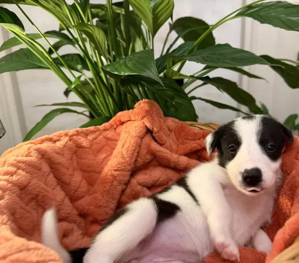 Border Collie cucciolo per adozione | Foto 4