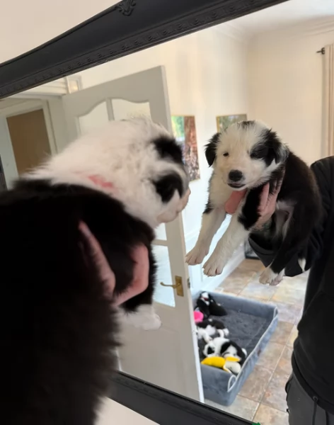 Border Collie cucciolo per adozione