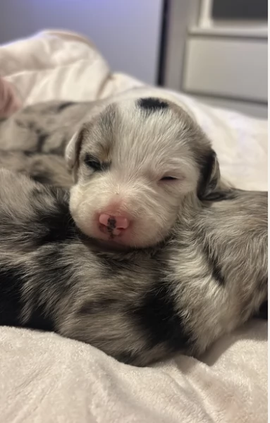 Border Collie cucciolo per adozione | Foto 3