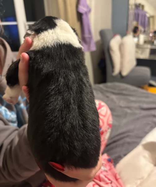 Border Collie cucciolo per adozione | Foto 2