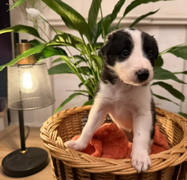 Border Collie cucciolo per adozione | Foto 1