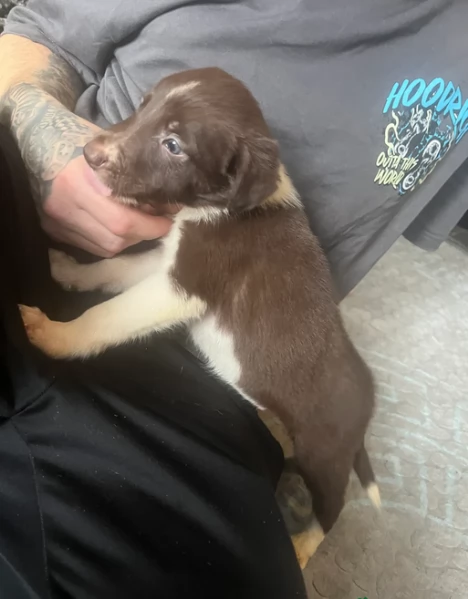 Border Collie cucciolo per adozione | Foto 2