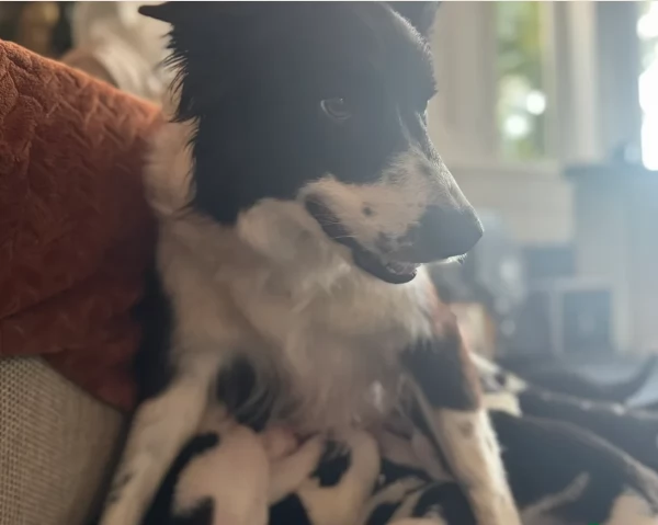 Border Collie cucciolo per adozione | Foto 1