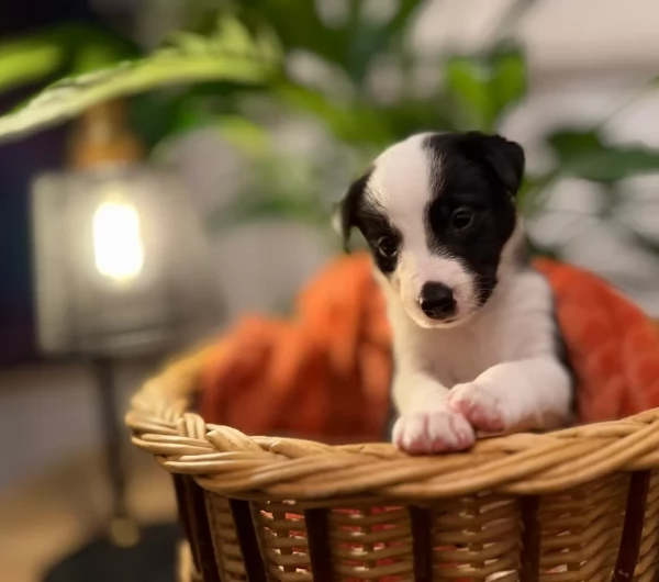 Border Collie cucciolo per adozione | Foto 6