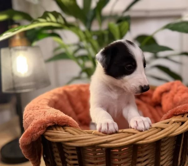 Border Collie cucciolo per adozione | Foto 4