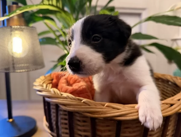 Border Collie cucciolo per adozione | Foto 3