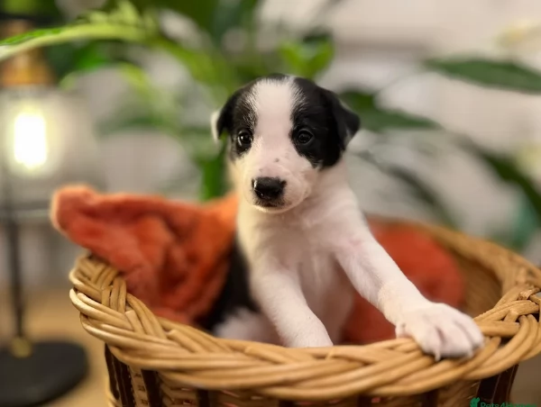 Border Collie cucciolo per adozione | Foto 2