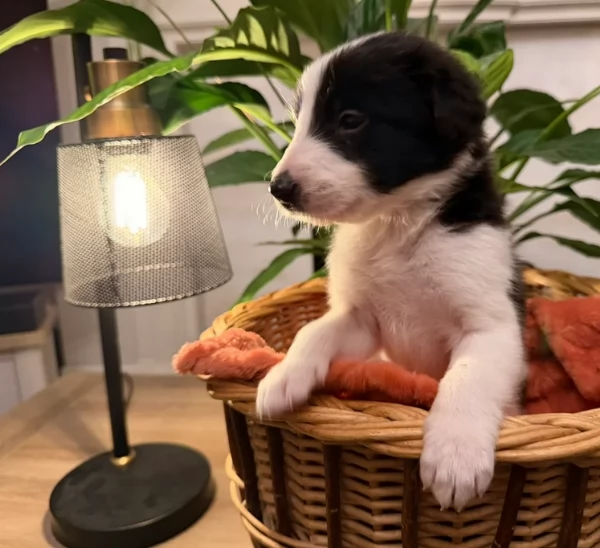 Border Collie cucciolo per adozione | Foto 1