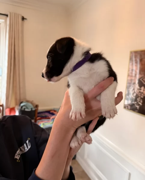 Border Collie cucciolo per adozione | Foto 5