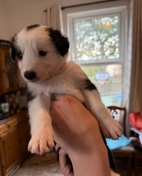 Border Collie cucciolo per adozione | Foto 4