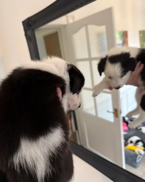 Border Collie cucciolo per adozione | Foto 0