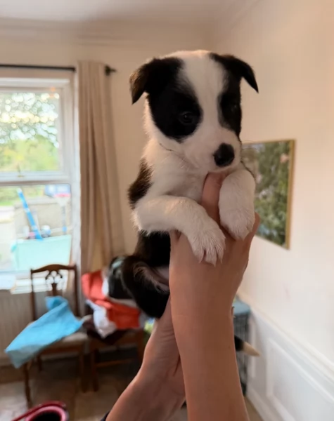 Border Collie cucciolo per adozione | Foto 3