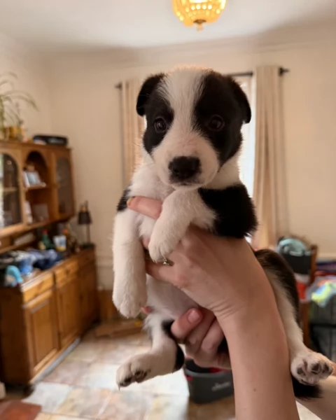 Border Collie cucciolo per adozione | Foto 2