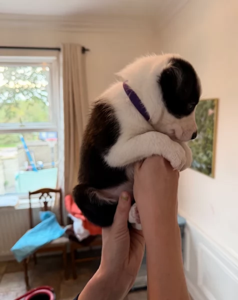 Border Collie cucciolo per adozione | Foto 1