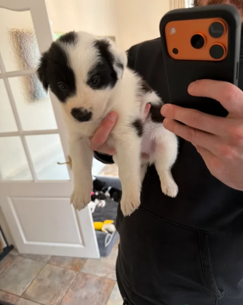 Border Collie cucciolo per adozione