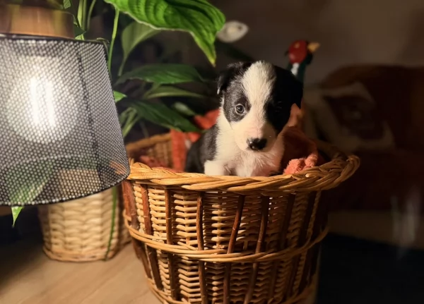 Border Collie cucciolo per adozione