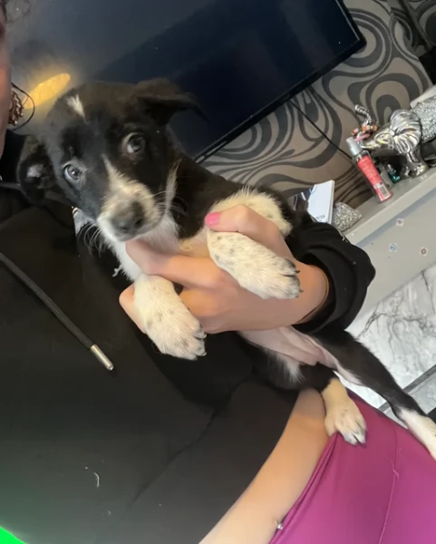 Border Collie cucciolo per adozione | Foto 2