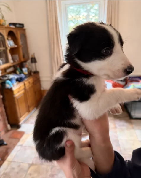 Border Collie cucciolo per adozione | Foto 3