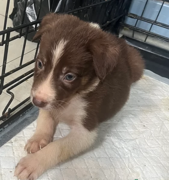 Border Collie cucciolo per adozione
