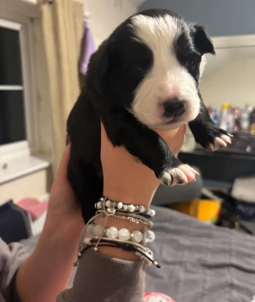 Border Collie cucciolo per adozione | Foto 0