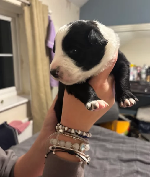 Border Collie cucciolo per adozione | Foto 0