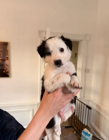 Border Collie cucciolo per adozione | Foto 0