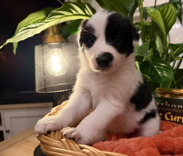 Border Collie cucciolo per adozione | Foto 3