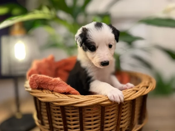 Border Collie cucciolo per adozione