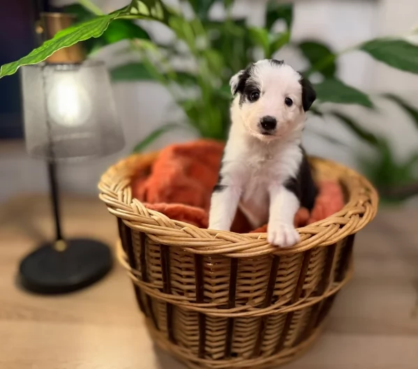 Border Collie cucciolo per adozione | Foto 0