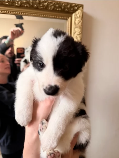 Border Collie cucciolo per adozione